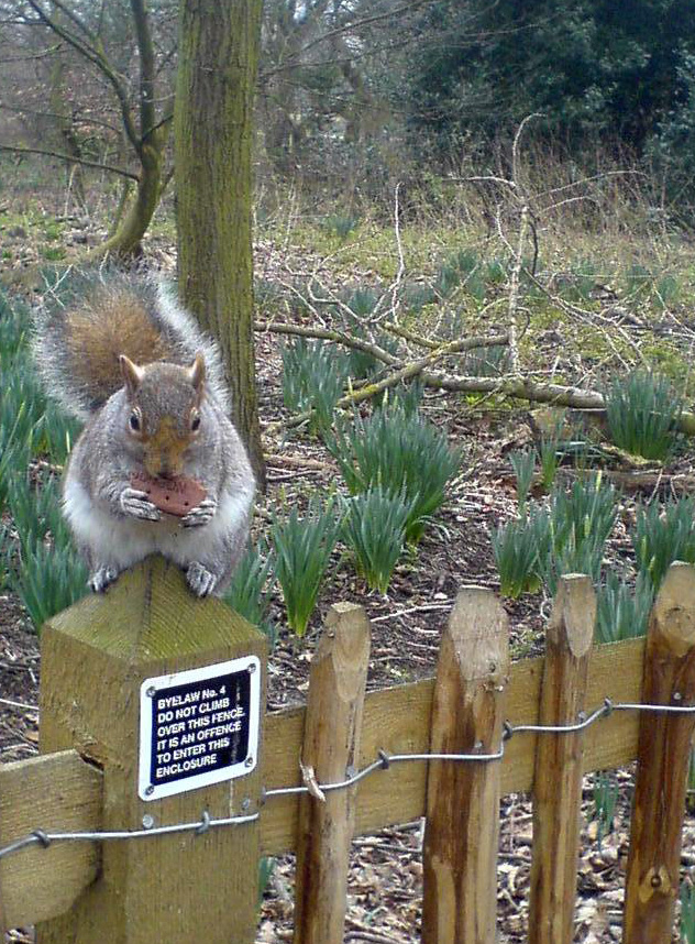 Photo of a squirrel eating a bourbon biscuit